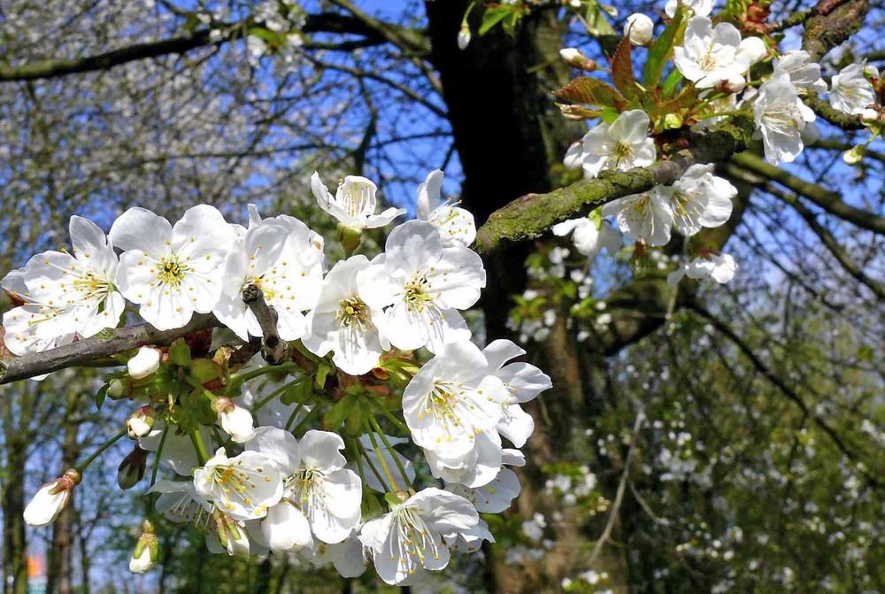 Kirschblüte am Kemnader Stausee