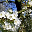 Kirschblüte am Kemnader Stausee