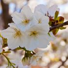 Kirschblüte am Lago Maggiore