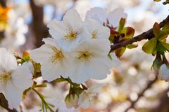 Kirschblüte am Lago Maggiore