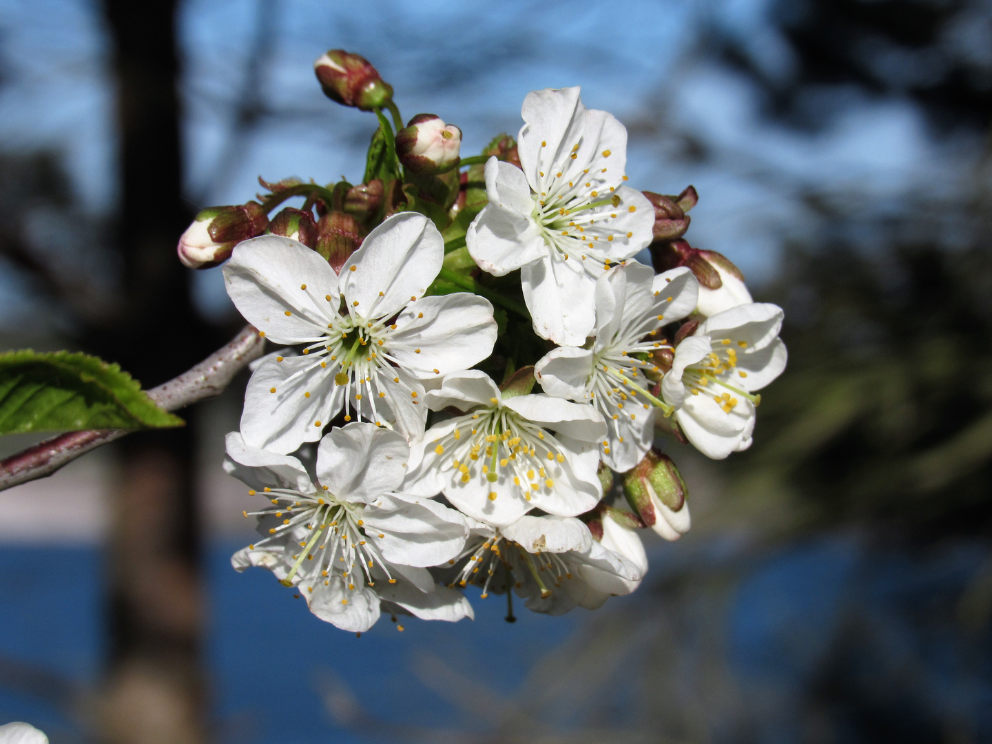 Kirschblüte am Lappwaldsee