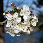 Kirschblüte am Lappwaldsee