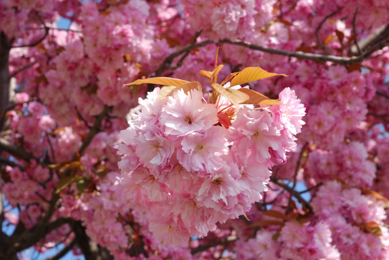 Kirschblüte am Martinsplatz Magdeburg.