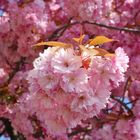 Kirschblüte am Martinsplatz Magdeburg.