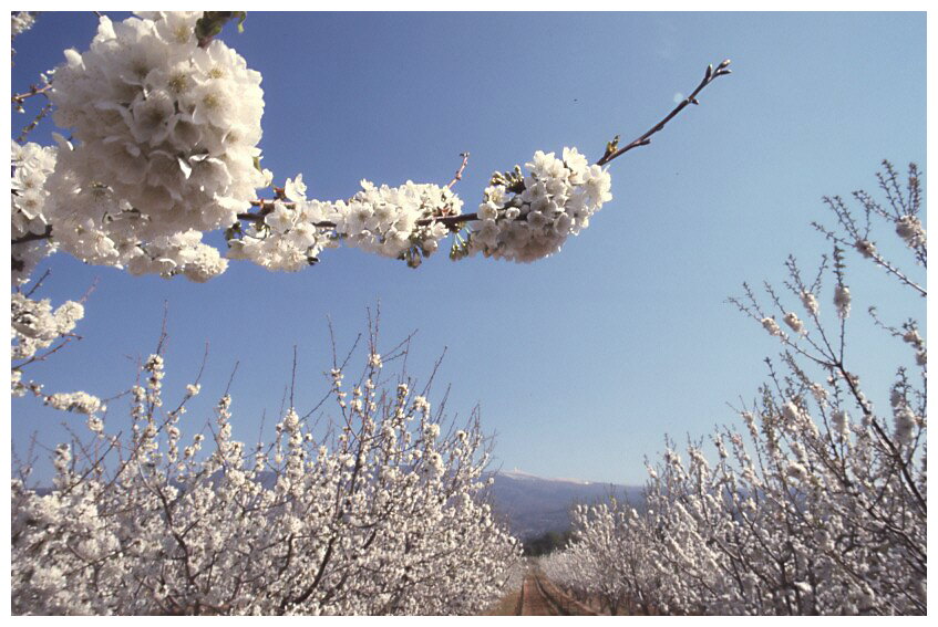 Kirschblüte am Mt. Ventoux