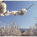 Kirschblüte am Mt. Ventoux