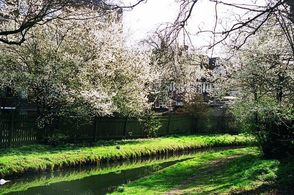 Kirschblüte am New River - London