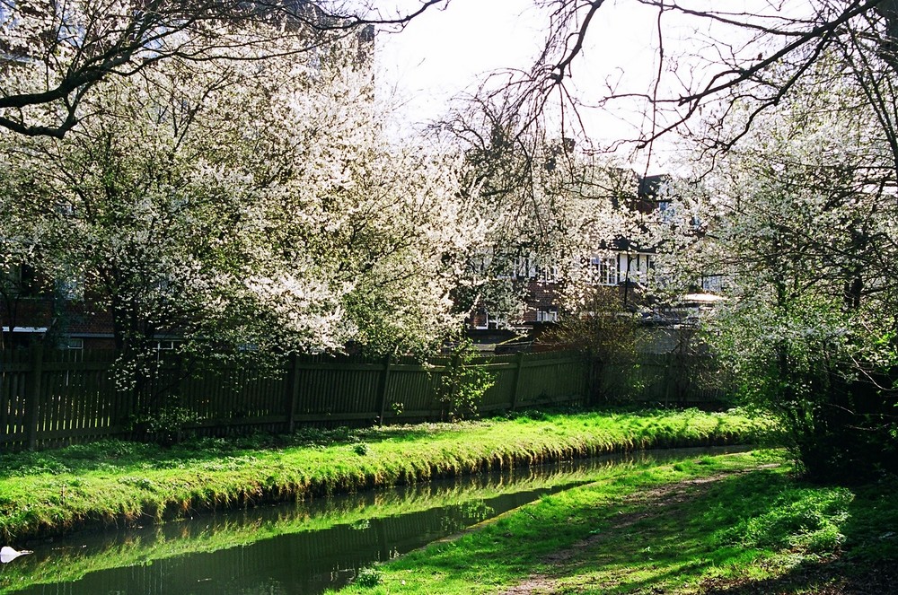 Kirschblüte am New River - London by Indru Ghosh