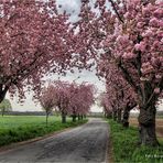 Kirschblüte am Niederrhein ....