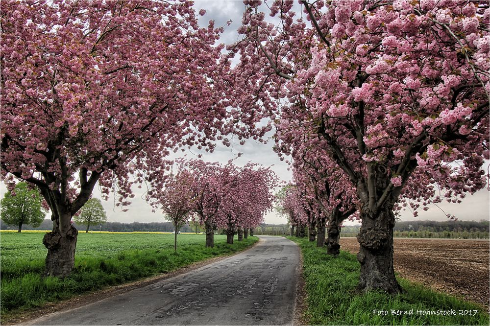 Kirschblüte am Niederrhein ....