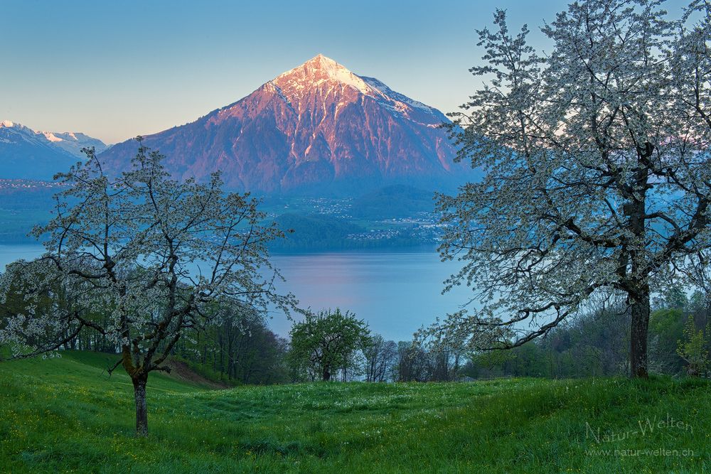 Kirschblüte am Niesen