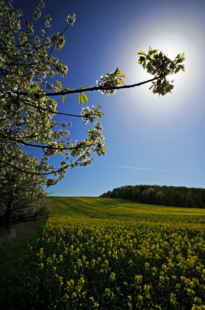 Kirschblüte am Rapsfeld