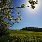 Kirschblüte am Rapsfeld