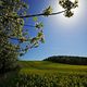 Kirschblte am Rapsfeld