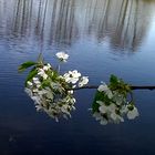 Kirschblüte am See