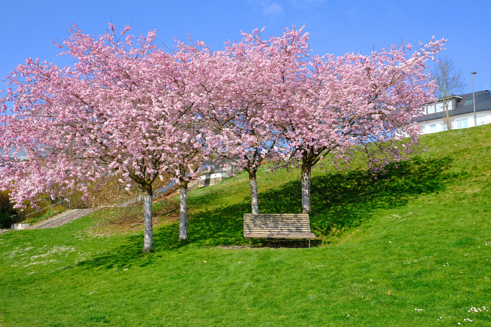 Kirschblüte am Sorpesee