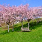 Kirschblüte am Sorpesee