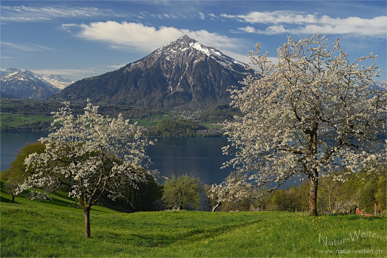 Kirschblüte am Thunersee