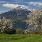 Kirschblüte am Thunersee