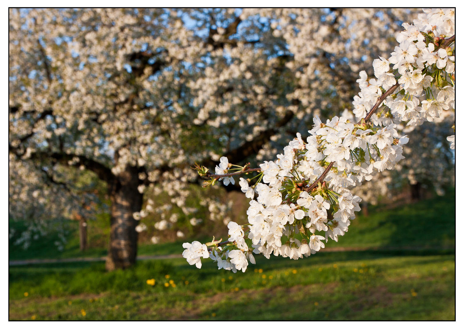 Kirschblüte am Walberla - 02