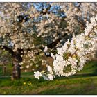 Kirschblüte am Walberla - 02