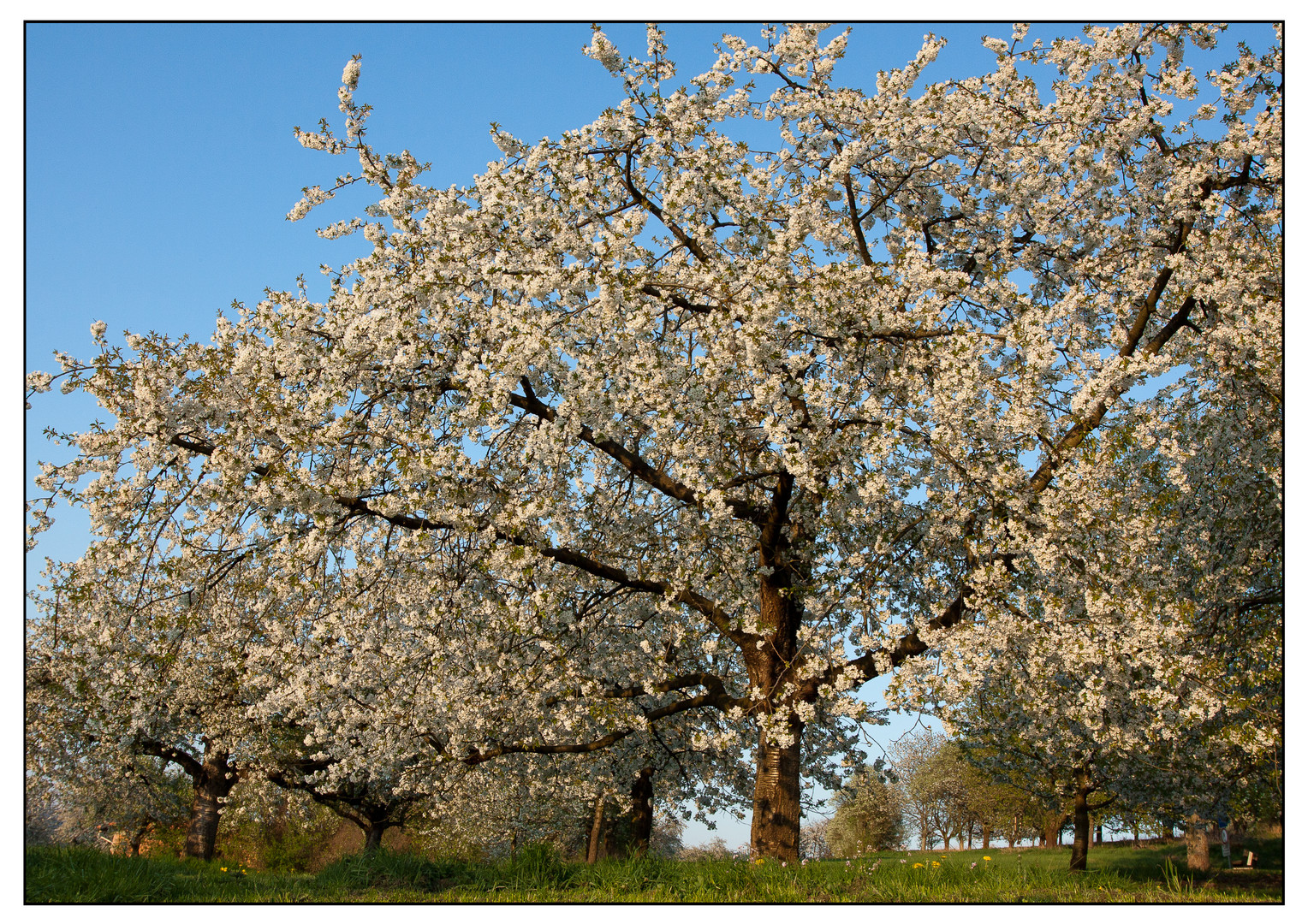 Kirschblüte am Walberla