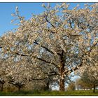 Kirschblüte am Walberla