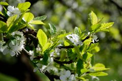 Kirschblüte am Walberla