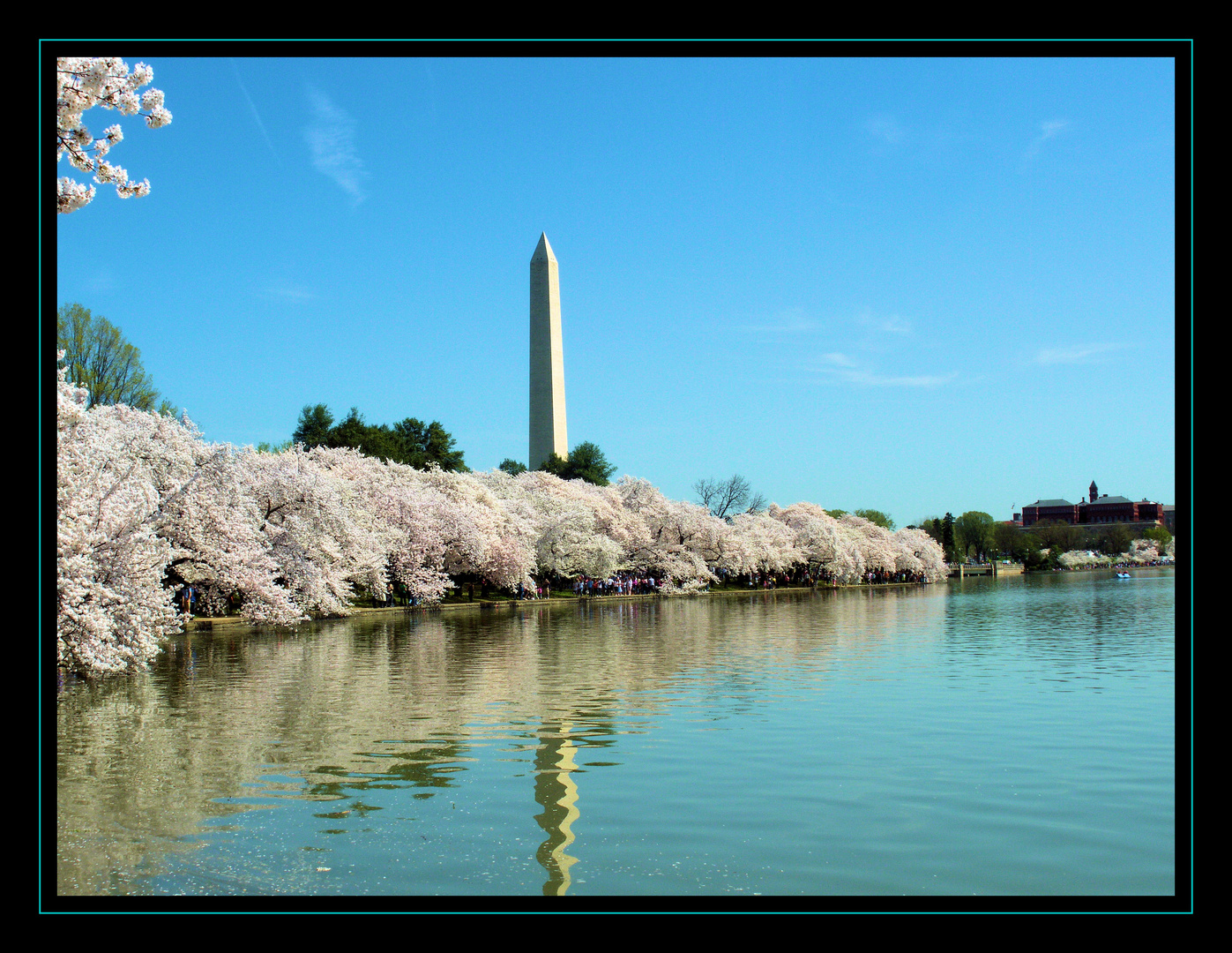 Kirschblüte am Washington Monument