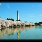 Kirschblüte am Washington Monument