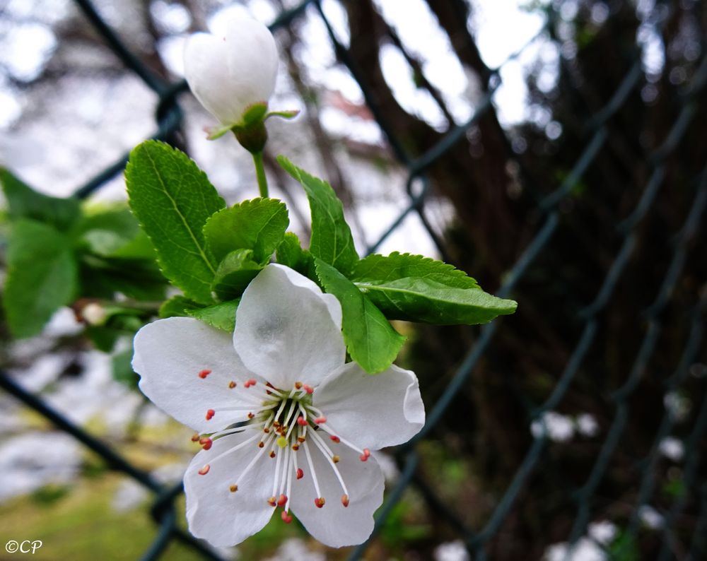 Kirschblüte am Zaun