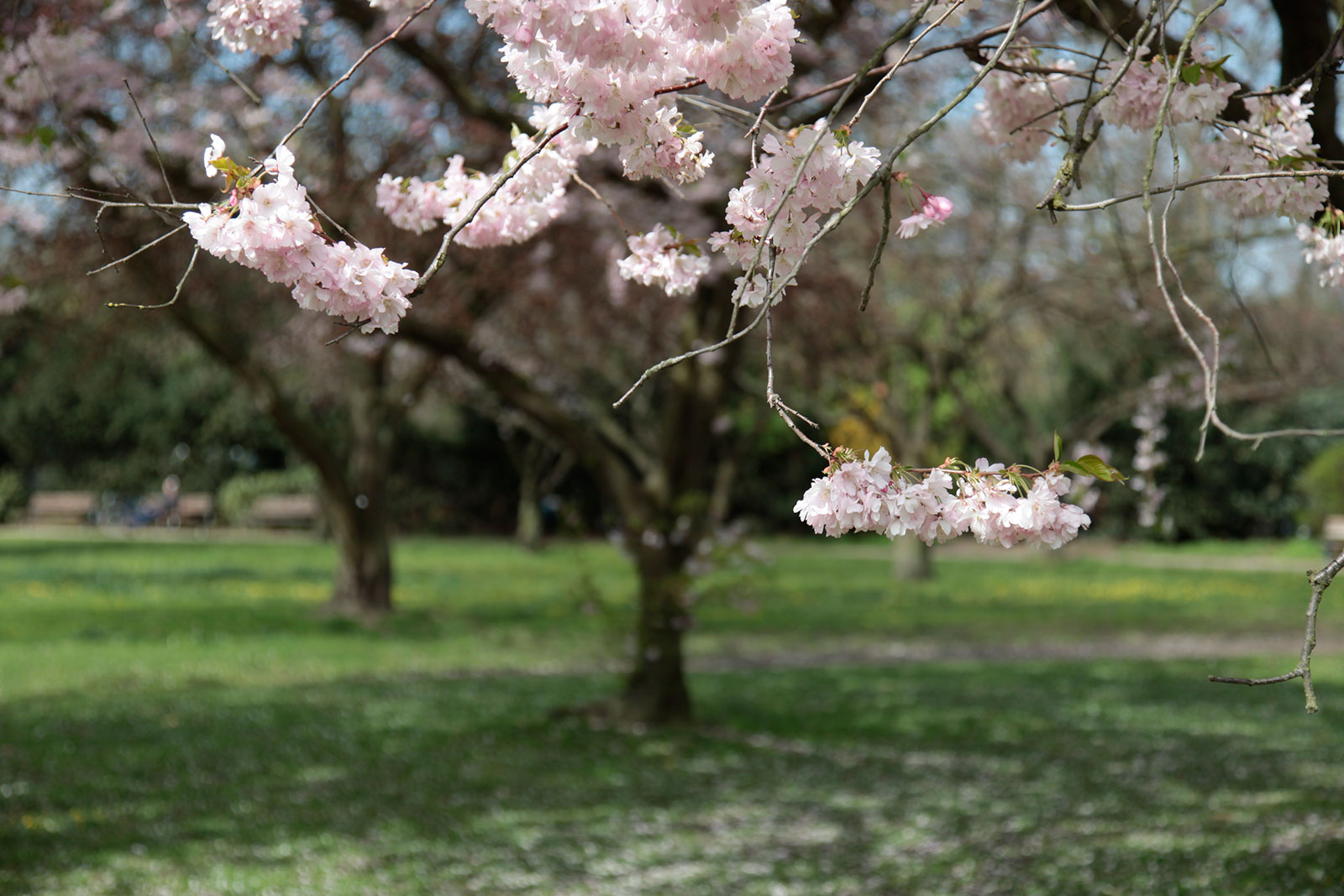 Kirschblüte an der Alster 2011