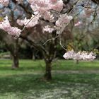 Kirschblüte an der Alster 2011