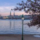 Kirschblüte an der Alster