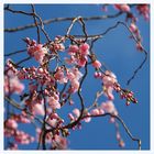 Kirschblüte an der Alster