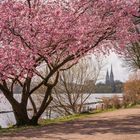 Kirschblüte an der Außenalster