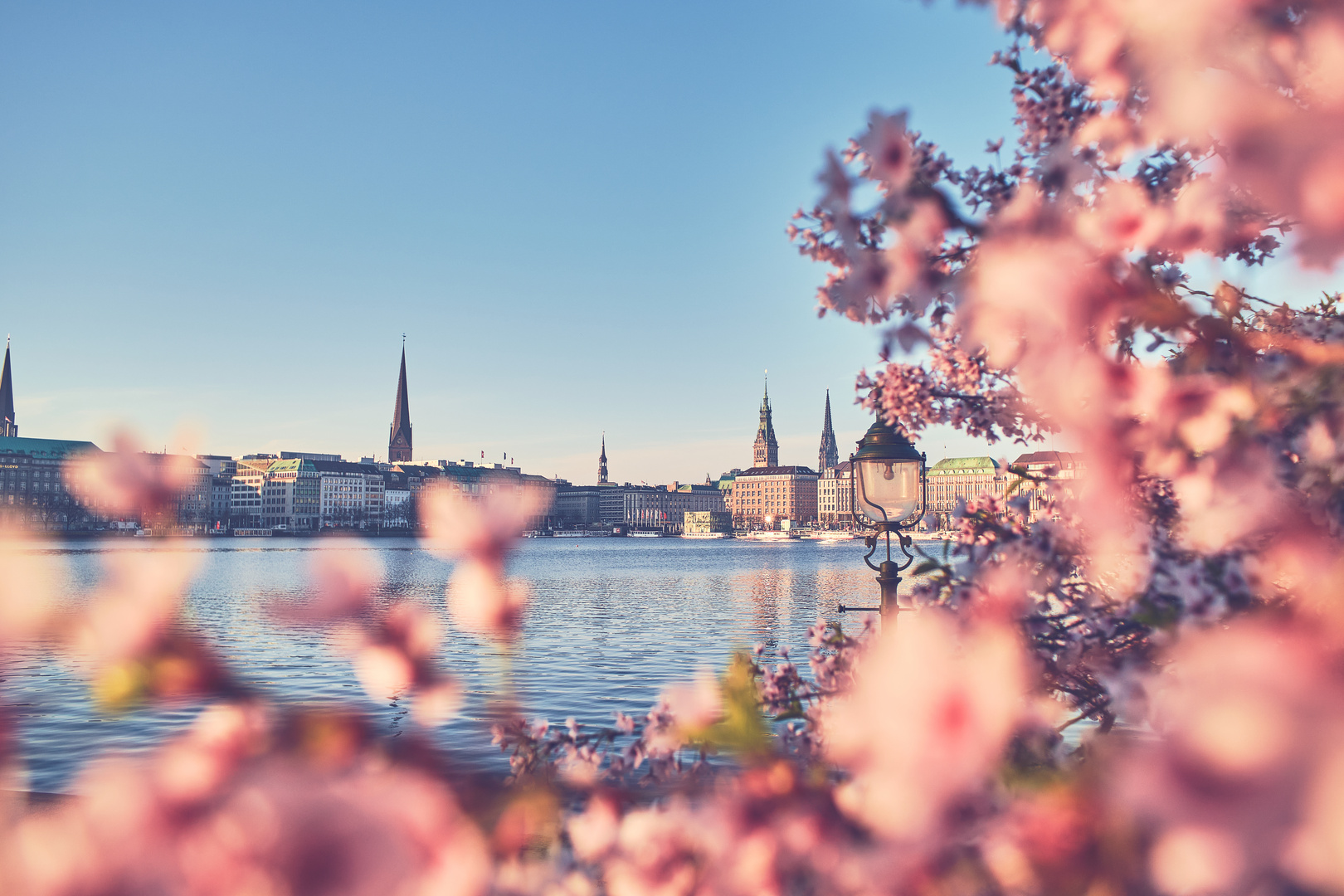 Kirschblüte an der Binnenalster Foto & Bild deutschland, europe