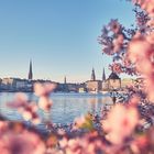 Kirschblüte an der Binnenalster