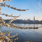 Kirschblüte an der Elbe
