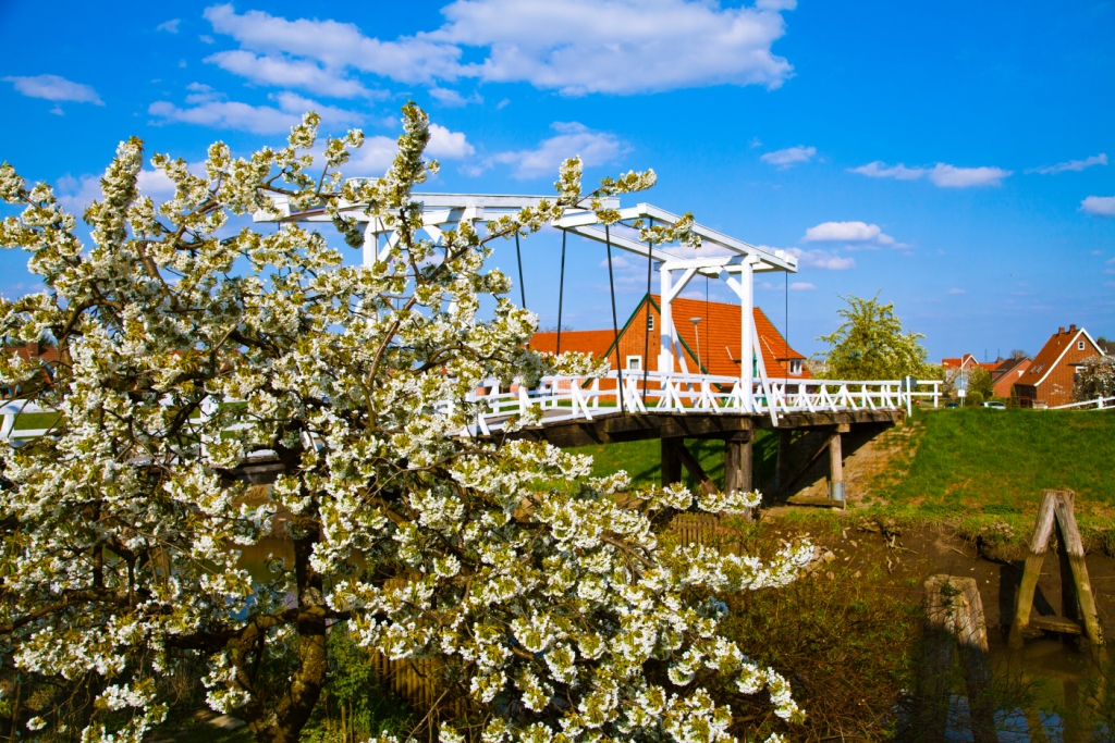 Kirschblüte an der Hogendiekbrücke im Alten Land