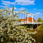 Kirschblüte an der Hogendiekbrücke im Alten Land