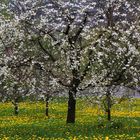 Kirschblüte an der Mosel