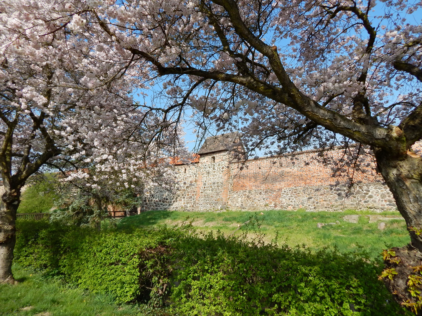 Kirschblüte an der Stadtmauer in Zerbst/Anhalt