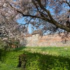 Kirschblüte an der Stadtmauer in Zerbst/Anhalt