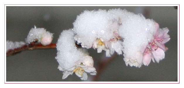 Kirschblüte an Schneeflöckchen