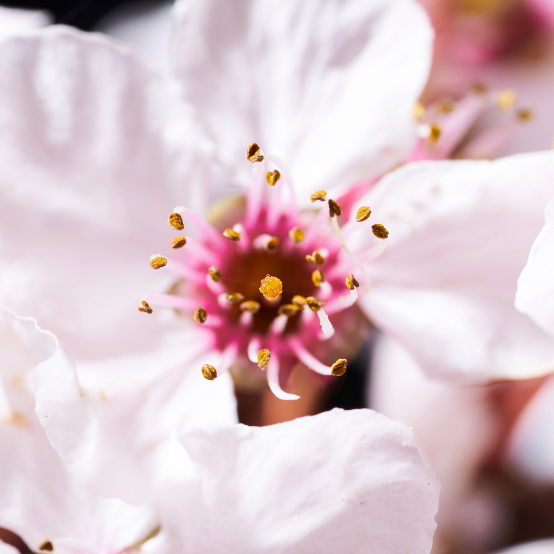 Kirschblüte - auf den Punkt fokussiert