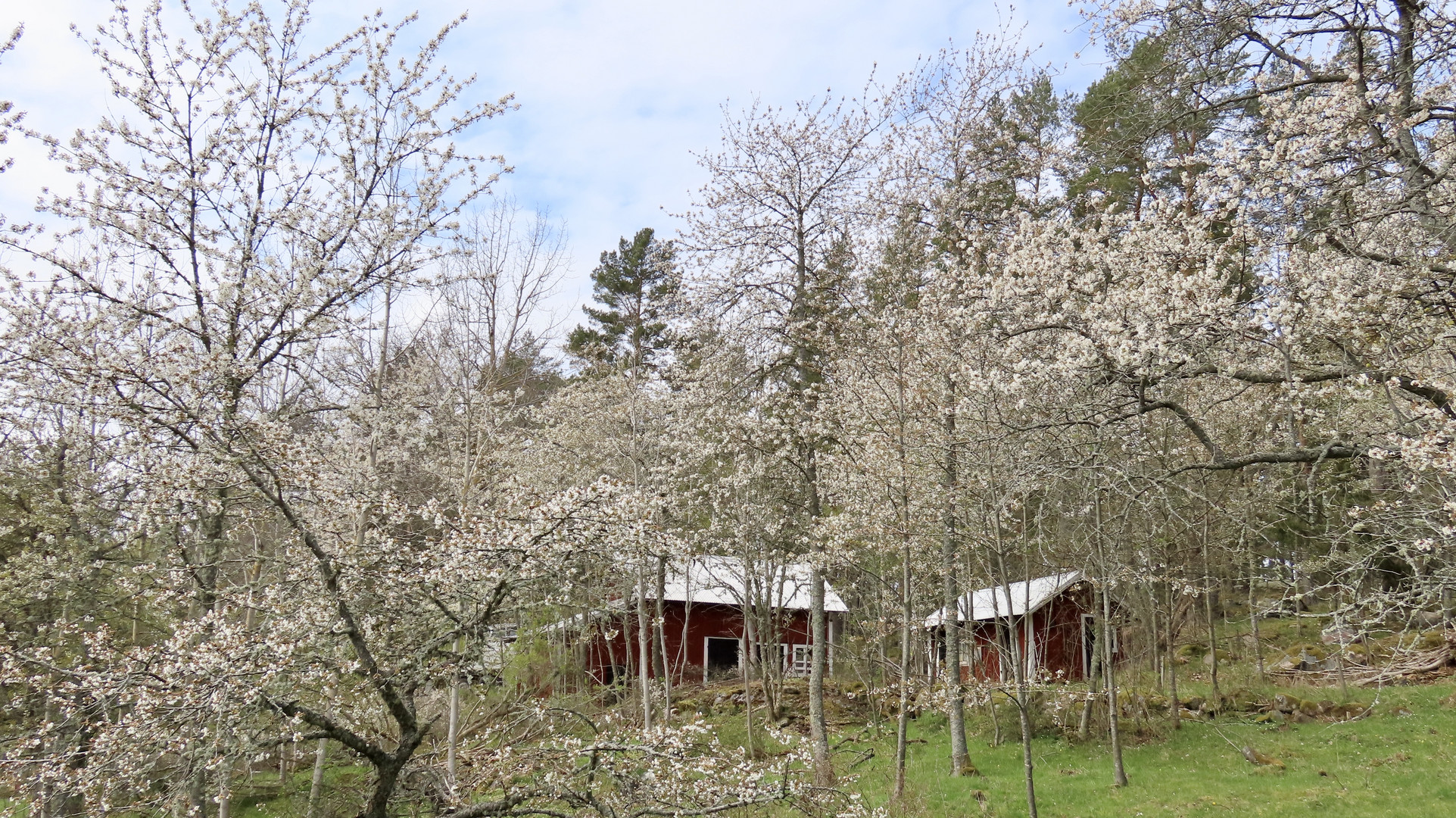 Kirschblüte auf Häradsviken........