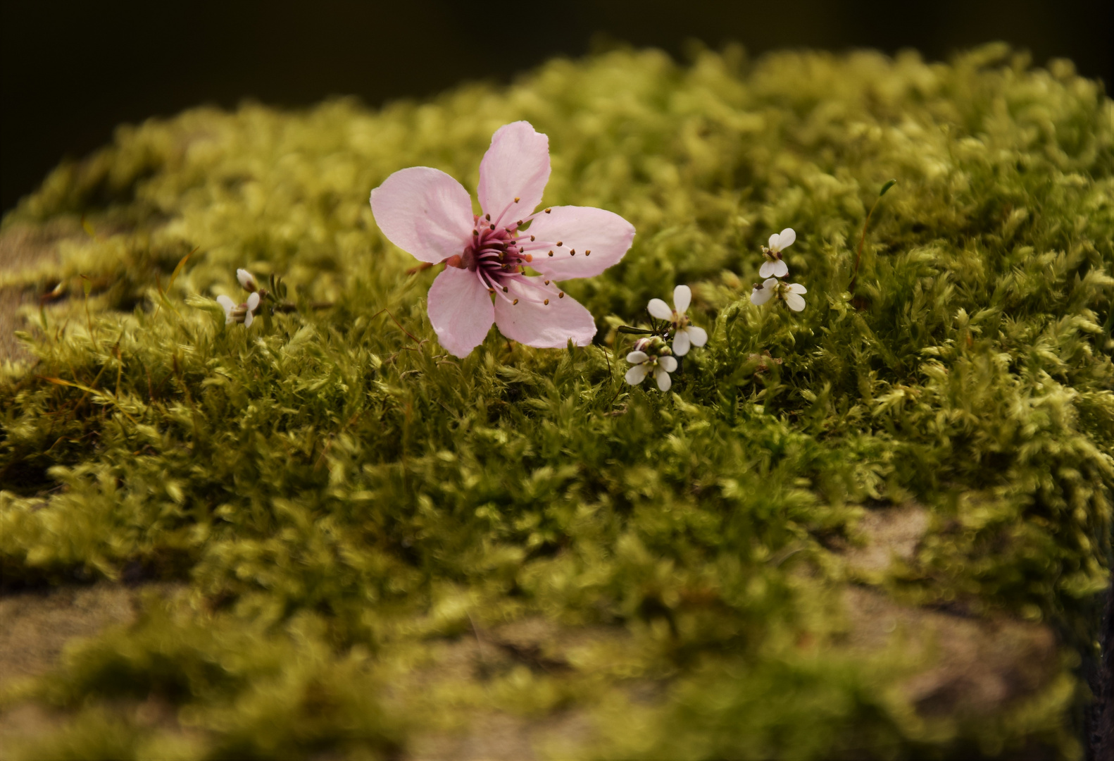 Kirschblüte auf Moos.