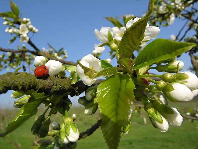 Kirschblüte aufgenommen von Eckhard Strauch im April 2009