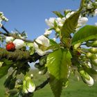 Kirschblüte aufgenommen von Eckhard Strauch im April 2009